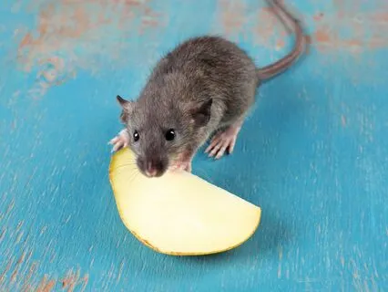 A Simple Practice - Ear Massage