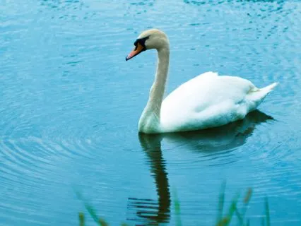 A Simple Practice - Release The Neck