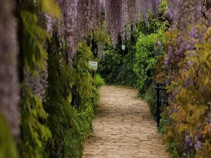 A Slow Walk In A Peace Garden