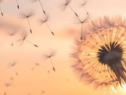 A Soft Breath For Overwhelm