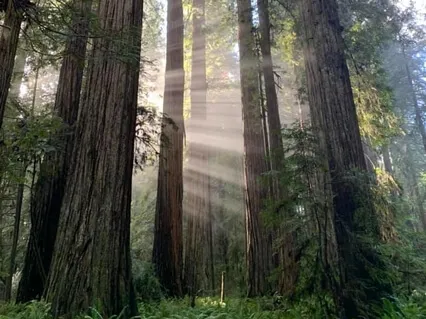 A Soft Forgiveness Practice