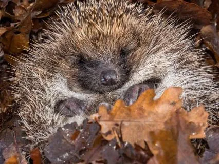 A Soft Reset For Sleepless Nights