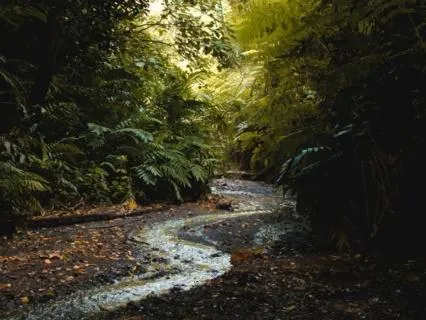 A Soft-Spoken Sleep Talk-Down + Gentle Forest