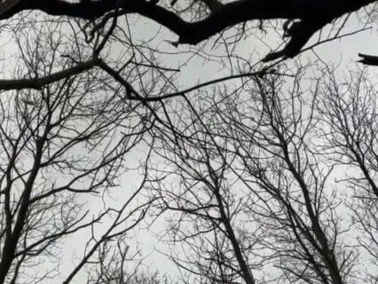 A Soft-Spoken Sleep Talk-Down + Gentle Winter Wind
