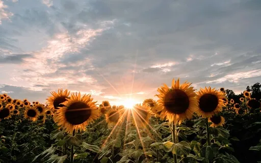 A Solar Power Meditation