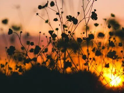 A Somatic Series: Reset Through Awe & Wonder