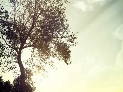 A Song For Nature (Live Request)