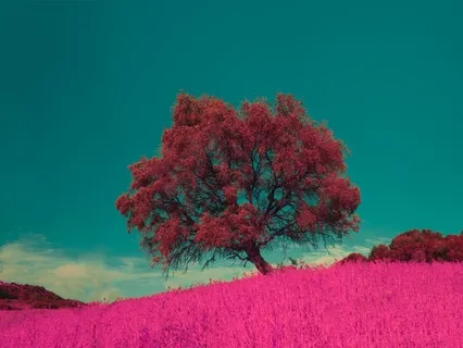 A Song Of Joy & Hope