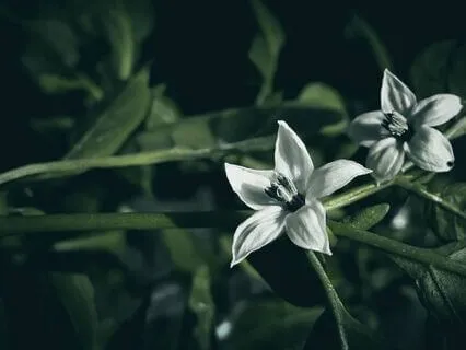 A Soothing Sleep Story: The Magical Garden Of Night Flowers