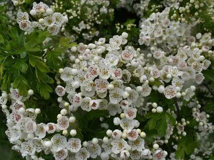 Spring Step. A Morning Journey