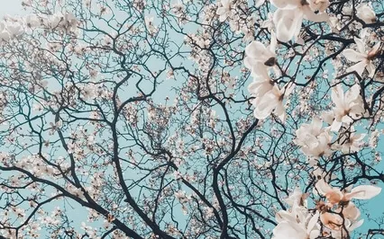 A Springtime Meditation | Guided Reflection & Visualization 
