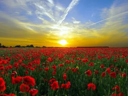 A Springtime Piano Melody