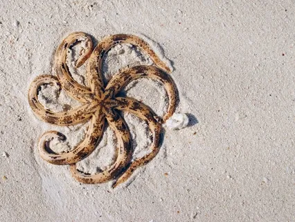 A Starfish Meditation