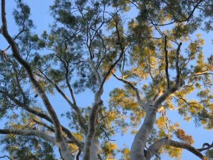 A Step Back For A Better View