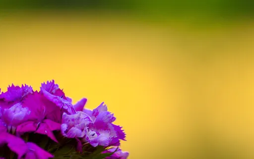 A Story About An Ant