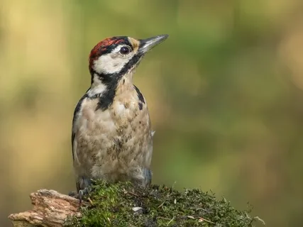 A Story - My Arizona Friends