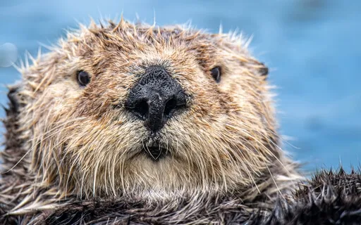 A Story Of Beaver Or How The Beaver Got To Be So Small.  