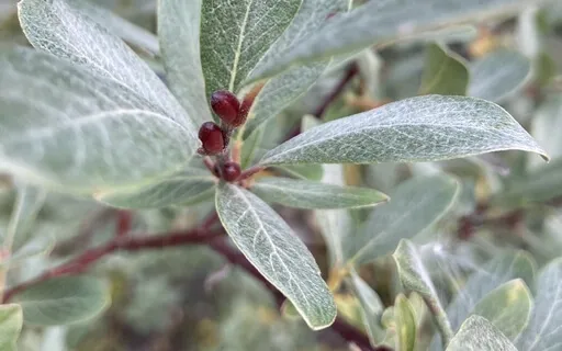 A Stroll Through The Forest