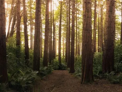 A Stroll With The Birds