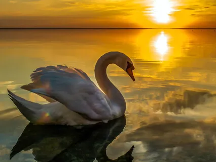A Swan Dream - Bernward Koch
