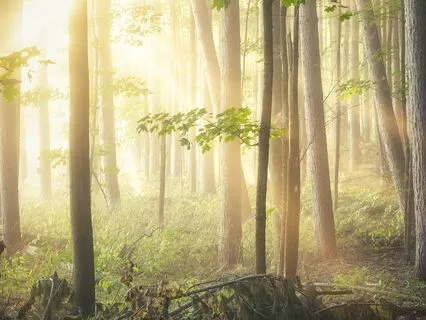 A Talk About My Journey And Healing Through Nature