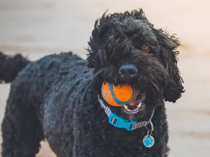 A Thing Of Beauty Is A Joy Forever