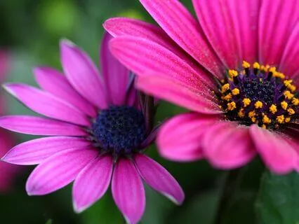 Age Of Aquarius Sound Healing: Dolphins And Whales