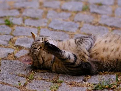A Time-Out From The Noise & Chaos: Yoga Nidra For Overwhelm