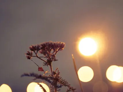 A Time To Sow - The Seeds Of A.C.T.I.ON