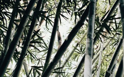 A Trance-formational Journey Through Lao Tsu’s Bamboo Forest