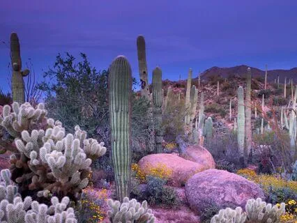 A Tranquil Enchanted Desert Botanical Garden Sleepscape