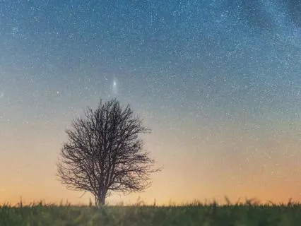 A Transparant Tree | Rumi Poem