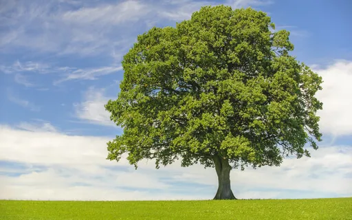 A Tree: Connecting To The Energies Of Earth & Heaven