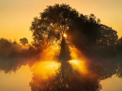 A Tree-Killing Spree In Europe Highlights Our Alienation