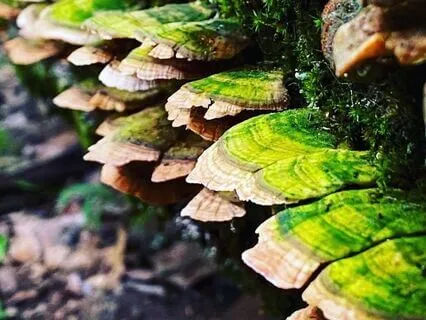 A Tree Meditation: Finding Center Amidst Challenge