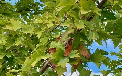 A Tree Meditation For Grounding, Ease, And Flow