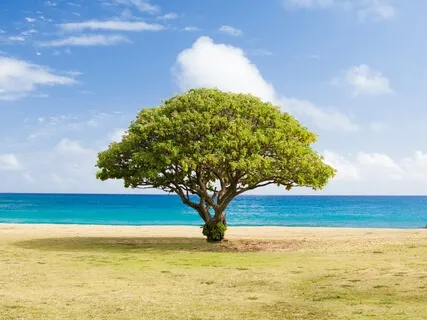 A Universal Language (What Is Now? Podcast)