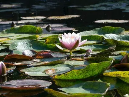 A Village Walk - Sleepy Meditation Story