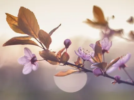 A Visualisation Practise For Peacemaking