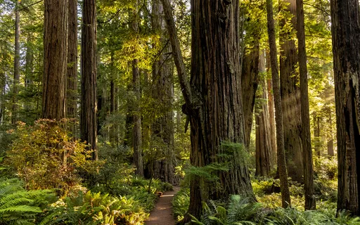 A Walk in the Coastal Redwood Forest