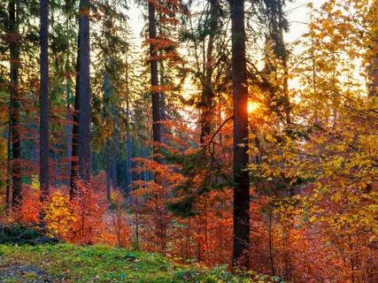 A Calming Walk In The Forest