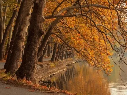 A Walk In The Forest