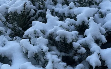 A Walk In The Snow Meditation