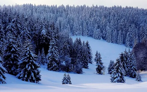 A Walk In The Snowy Woods