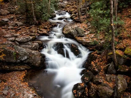 A Walk In The Woods To Calm The Mind (With Music)