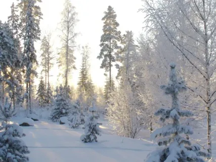 A Walk Through The Forest