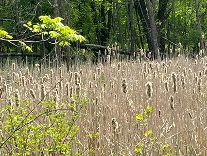 A Walk Through The Forest - Visualization