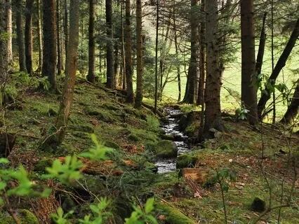 A Walk Through The Forest