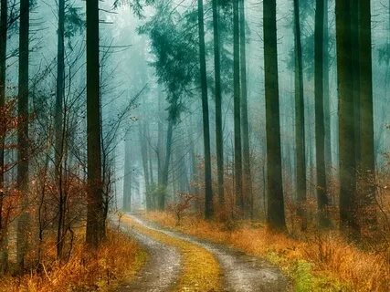 A Walk Through The Seasons