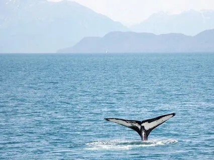 A Whale's Lullaby - A Bedtime Journey